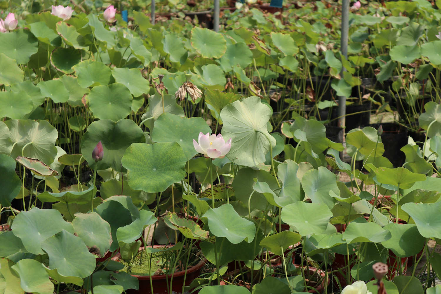 粉色荷花——娇羞女子(图5)