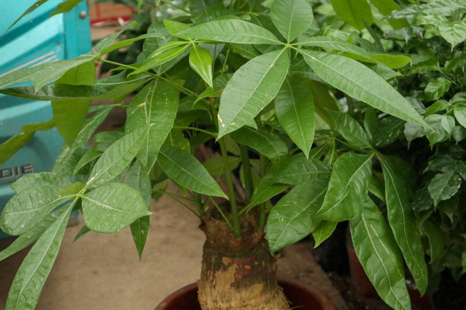 恭喜发财，红包拿来——发财树盆景(图2)