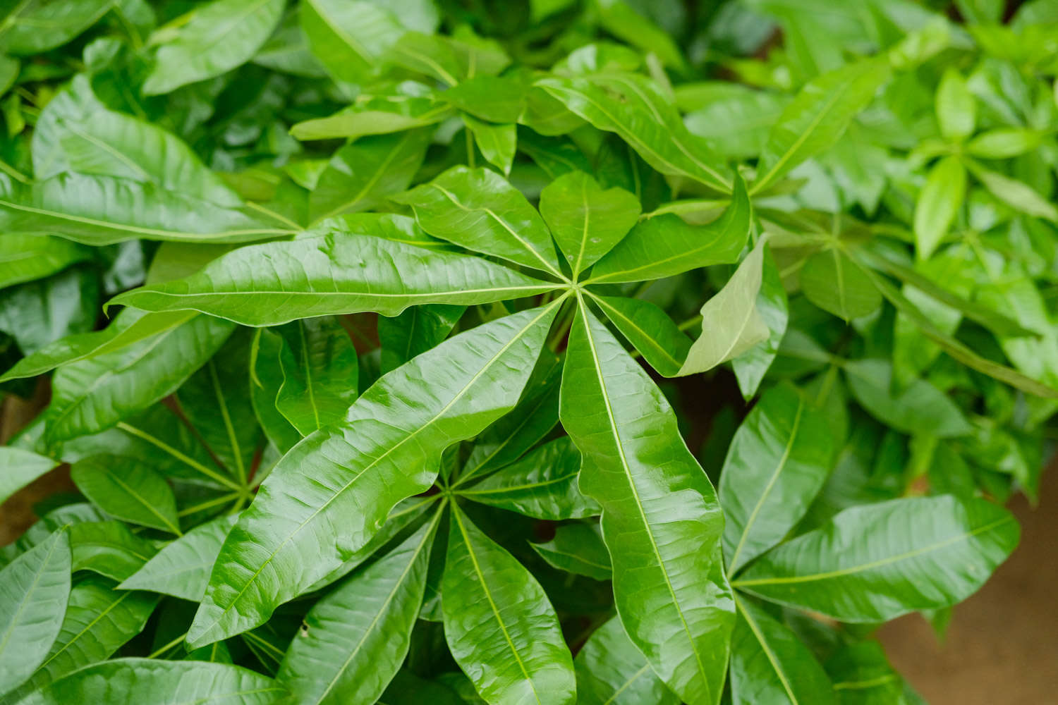 恭喜发财，红包拿来——发财树盆景(图3)