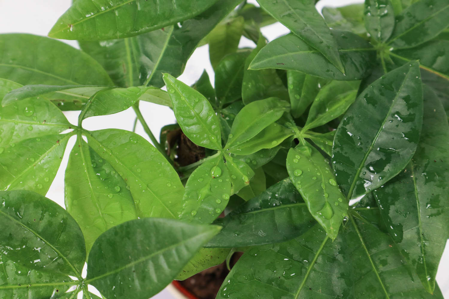 恭喜发财，红包拿来——发财树盆景(图4)