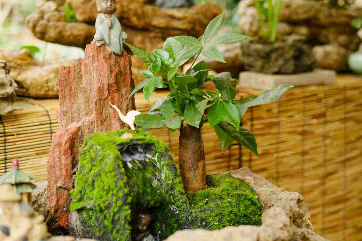 恭喜发财，红包拿来——发财树盆景(图5)