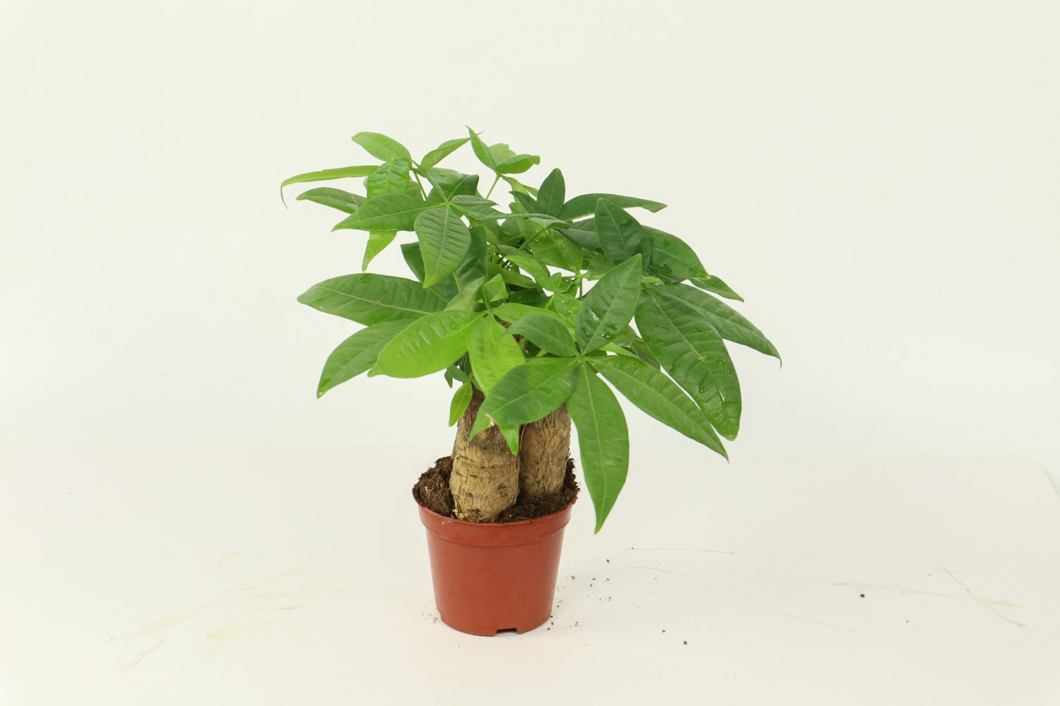 恭喜发财，红包拿来——发财树盆景(图6)