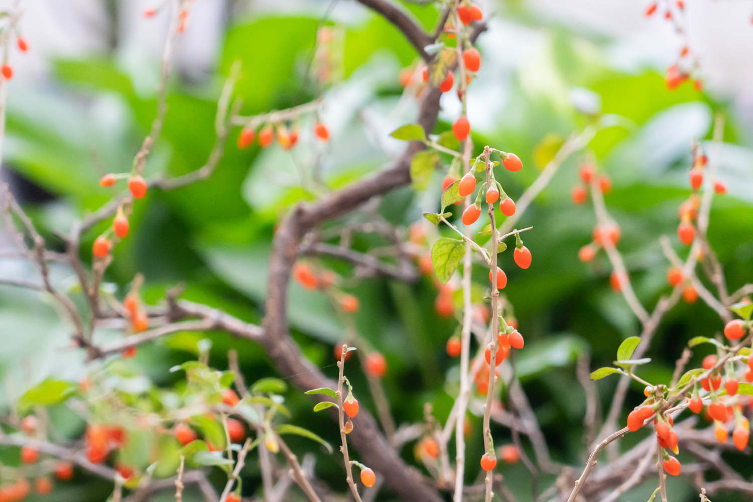 一物多用——枸杞盆景(图2)