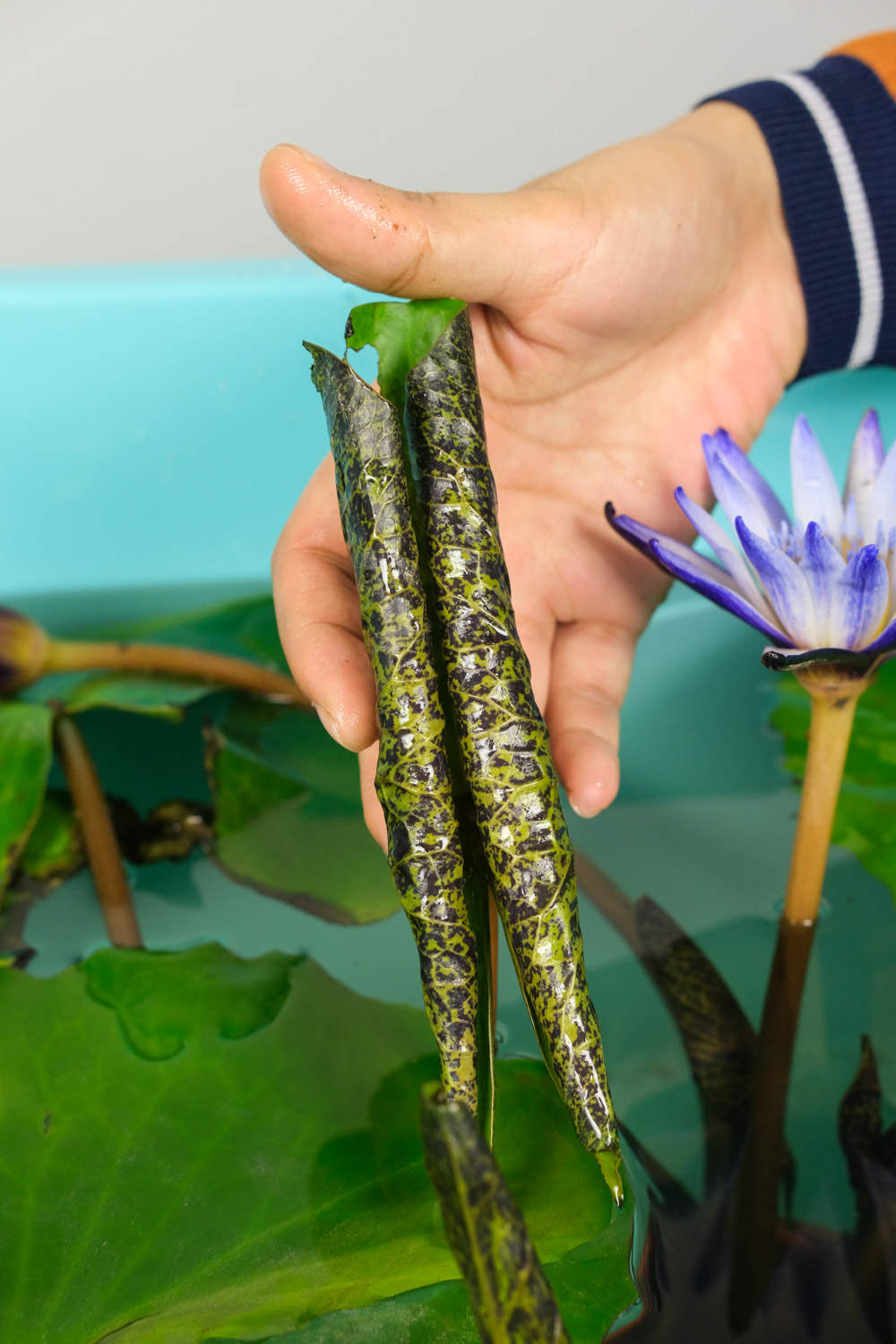 红色睡莲——艳色无边(图3)