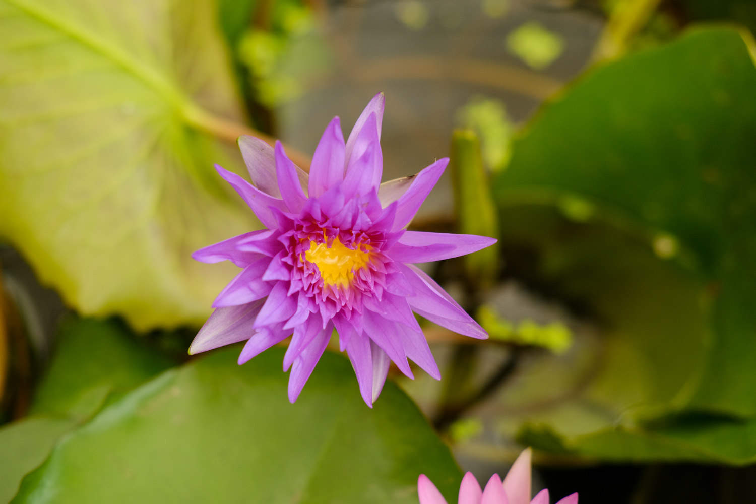 红色睡莲——艳色无边(图4)