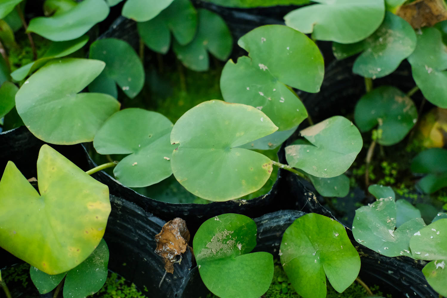 红色睡莲——艳色无边(图6)