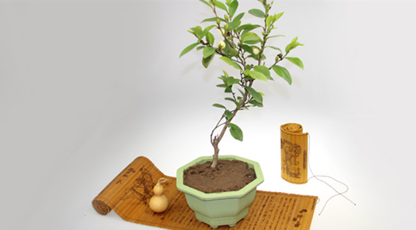 她在丛中笑——含笑盆景(图1)