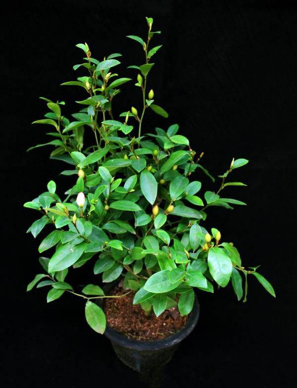 她在丛中笑——含笑盆景(图2)