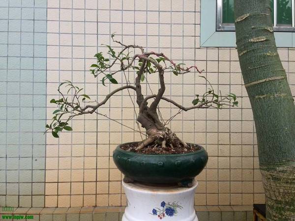 她在丛中笑——含笑盆景(图3)