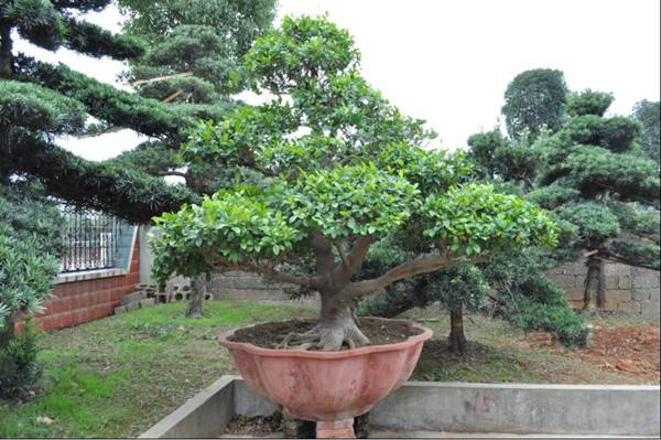 她在丛中笑——含笑盆景(图4)