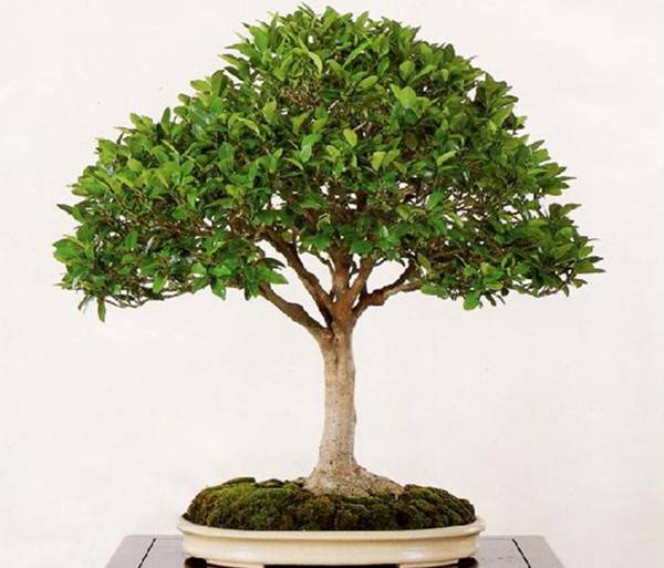 她在丛中笑——含笑盆景(图5)