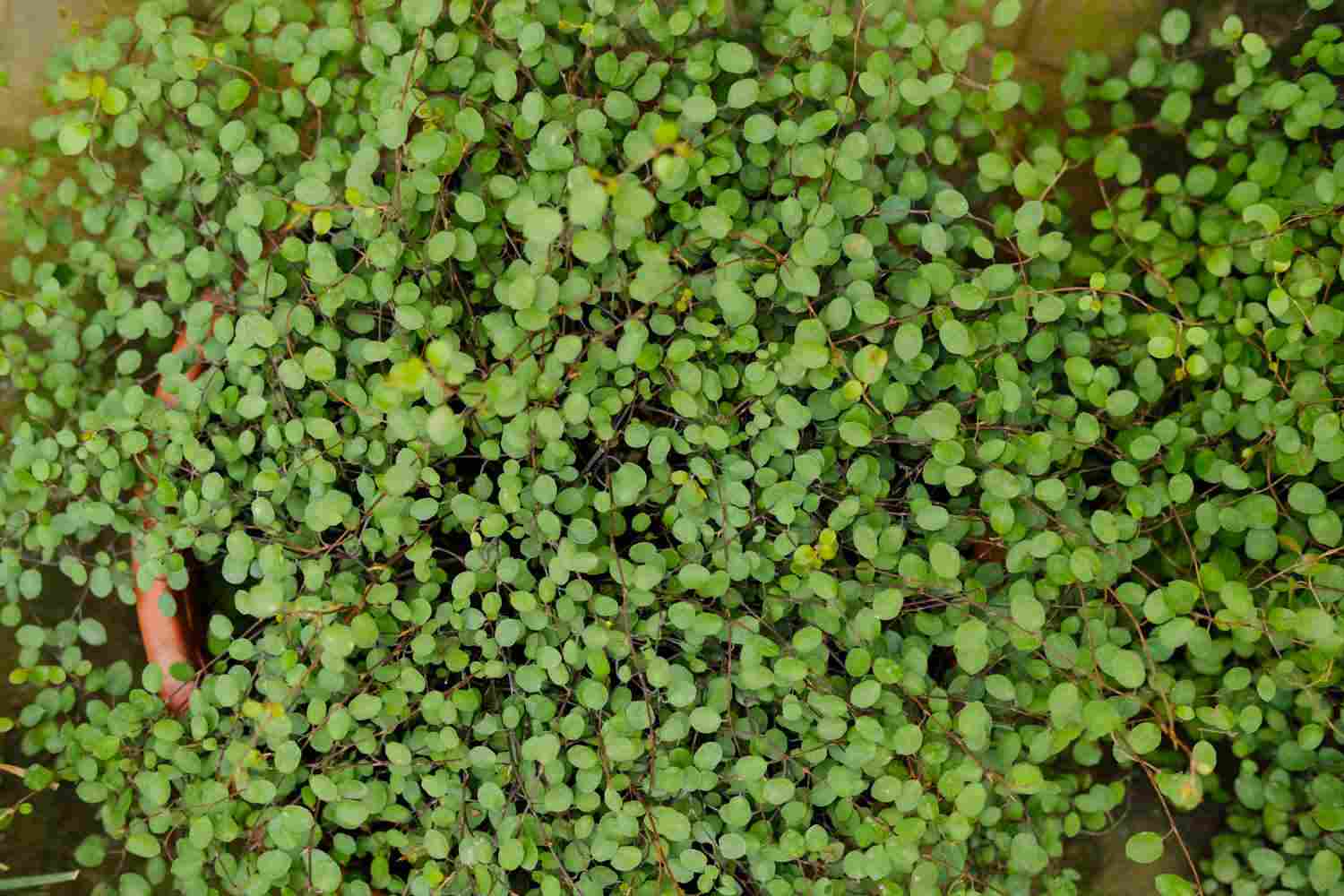 一千零一叶——千叶吊兰 - 功圣花卉