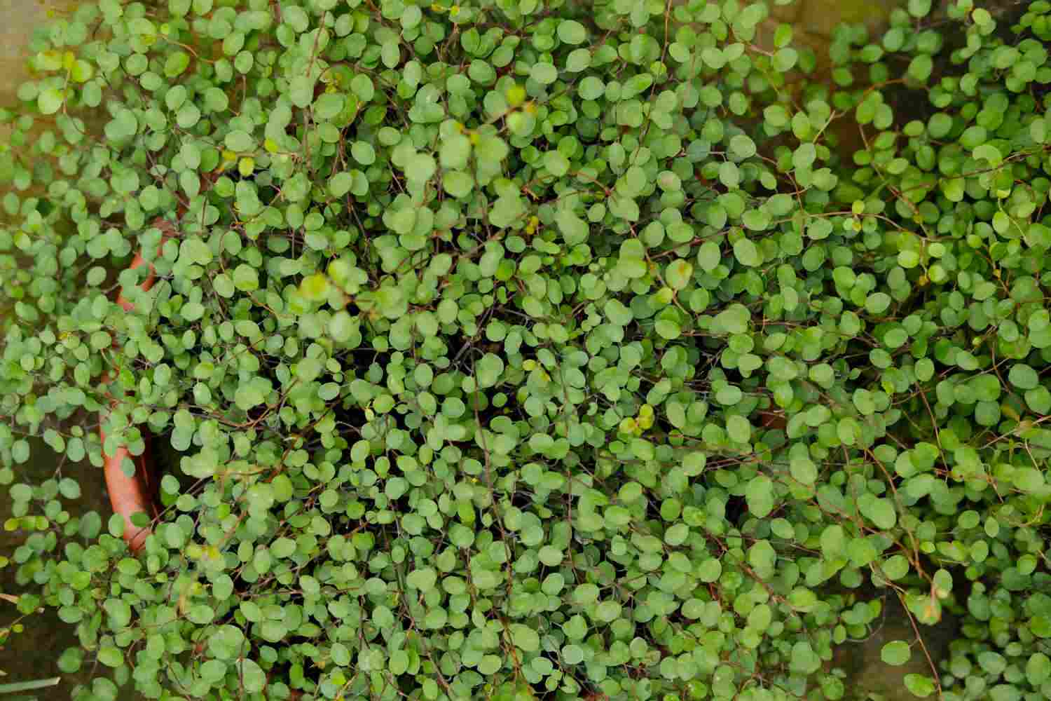 一千零一叶——千叶吊兰(图2)