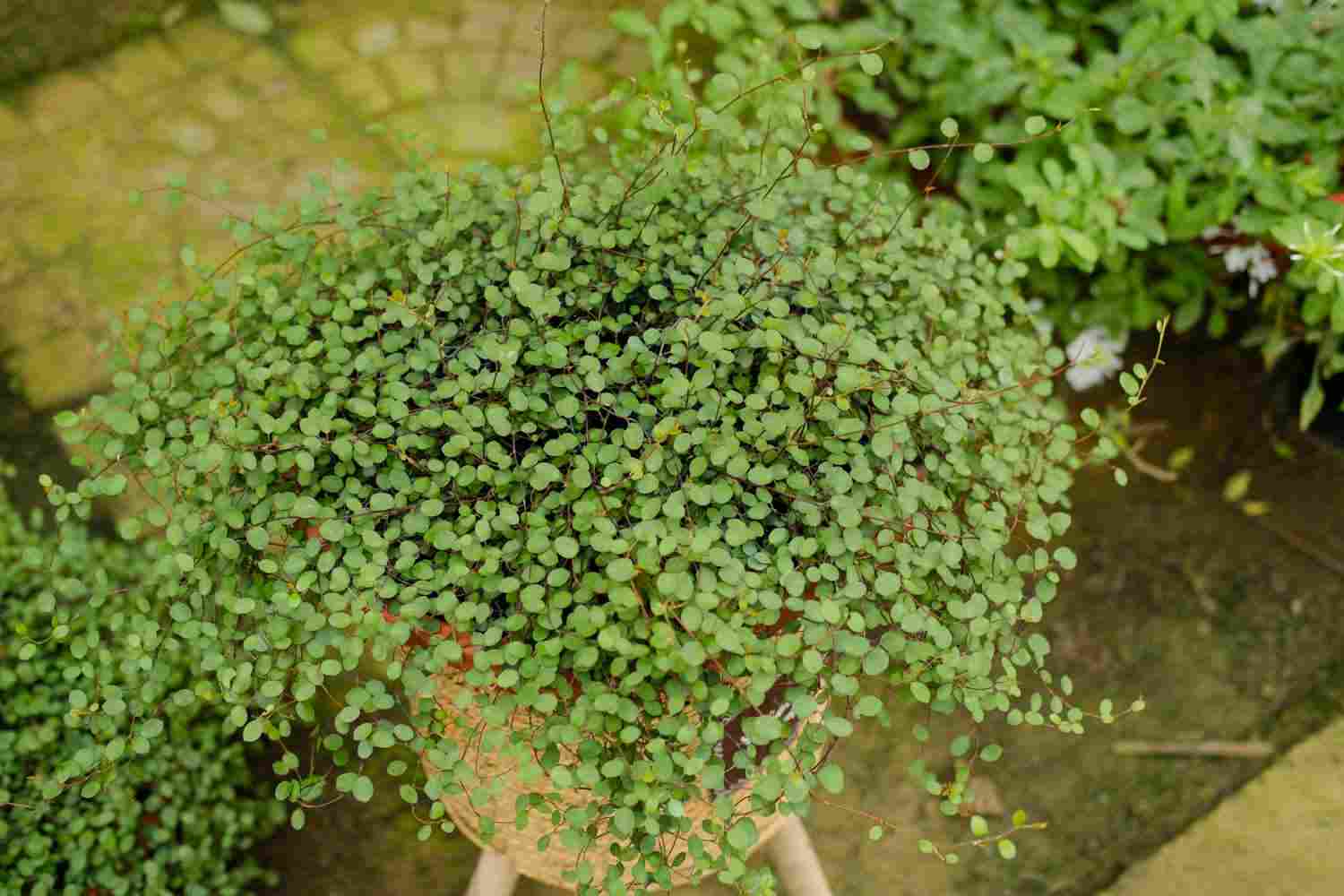 一千零一叶——千叶吊兰(图3)