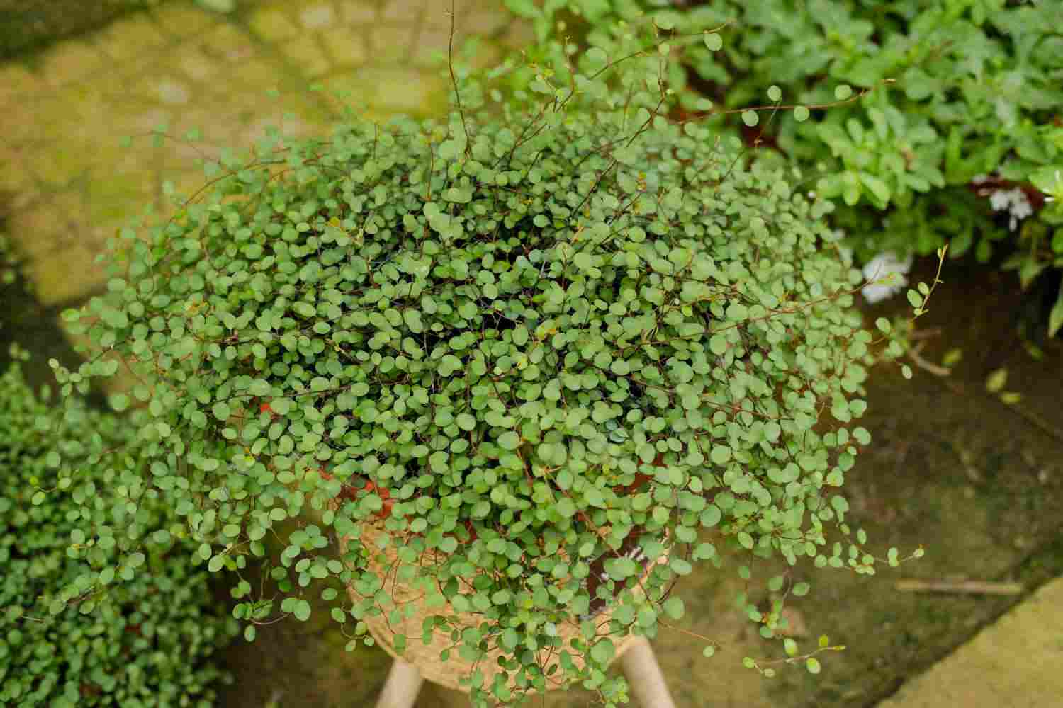 一千零一叶——千叶吊兰(图4)