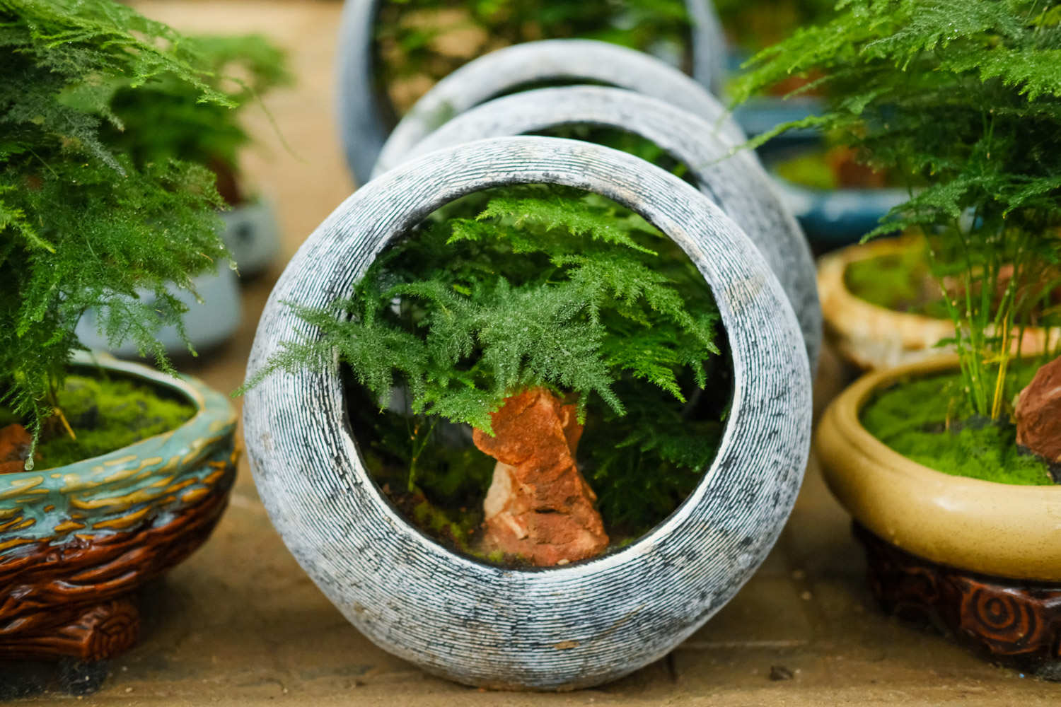 你从诗中来——文竹盆景(图5)