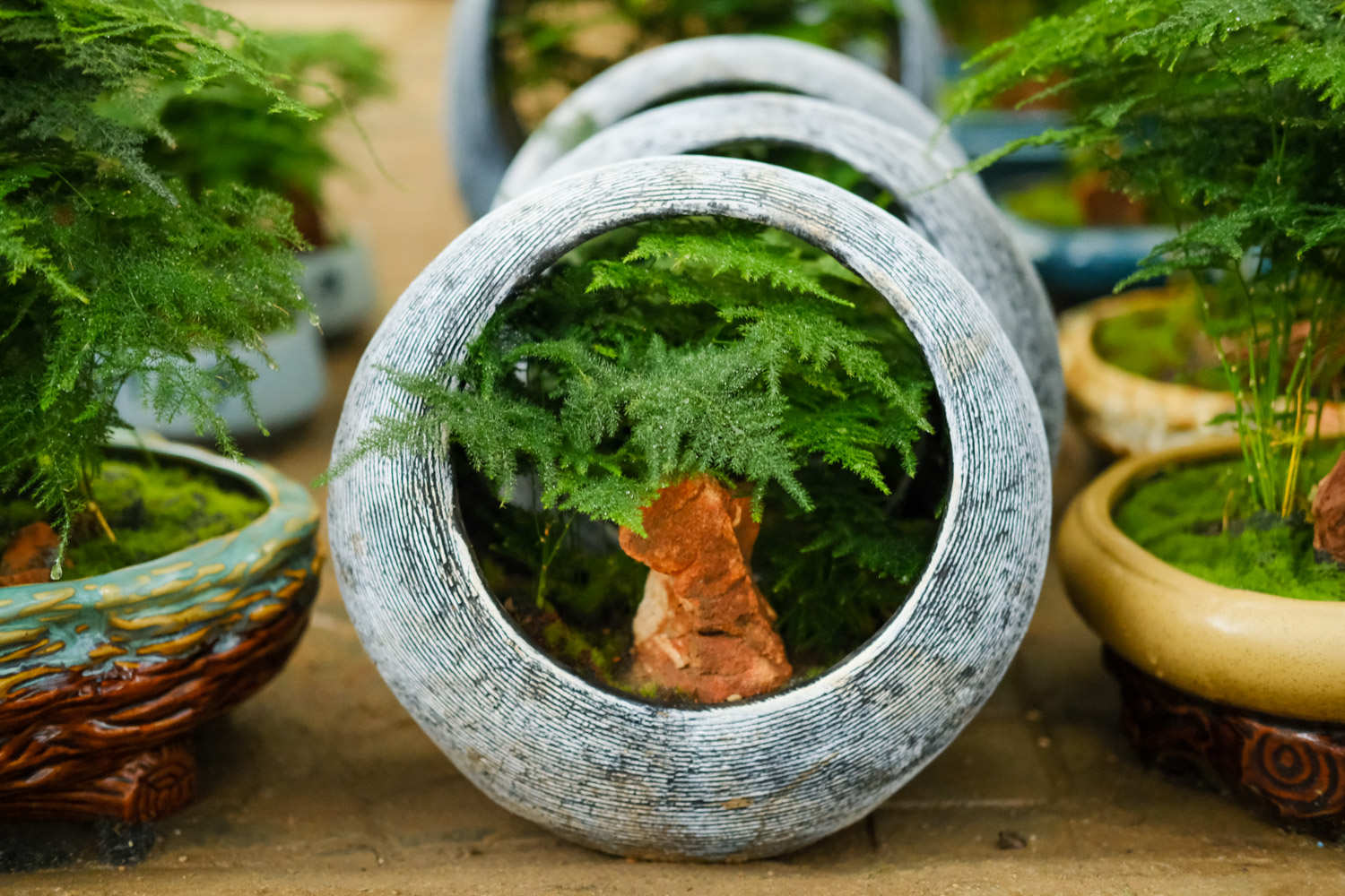 纤弱秀气小书生——文竹(图3)