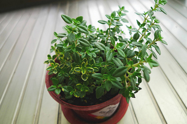 春风十里不如你——百里香盆景(图3)