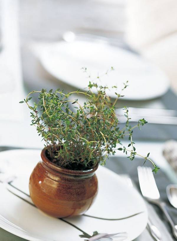 春风十里不如你——百里香盆景(图4)