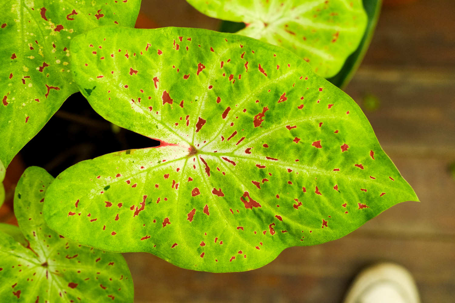 花花叶叶——花叶芋(图4)