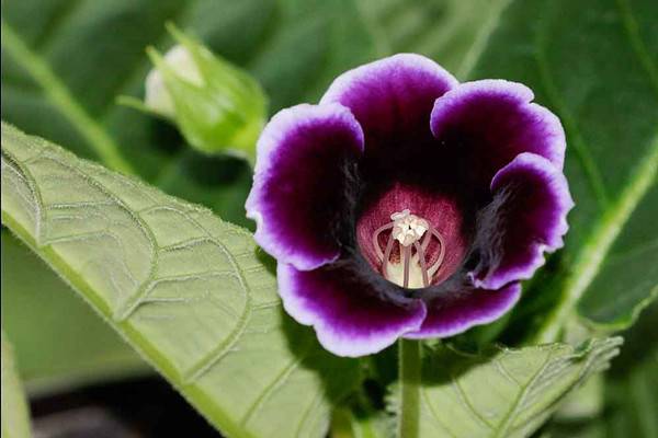 盛开着的紫色大岩桐 - 功圣花卉