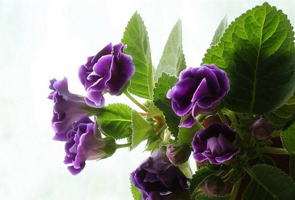 盛开着的紫色大岩桐(图2)