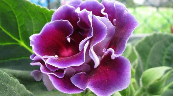 盛开着的紫色大岩桐(图3)