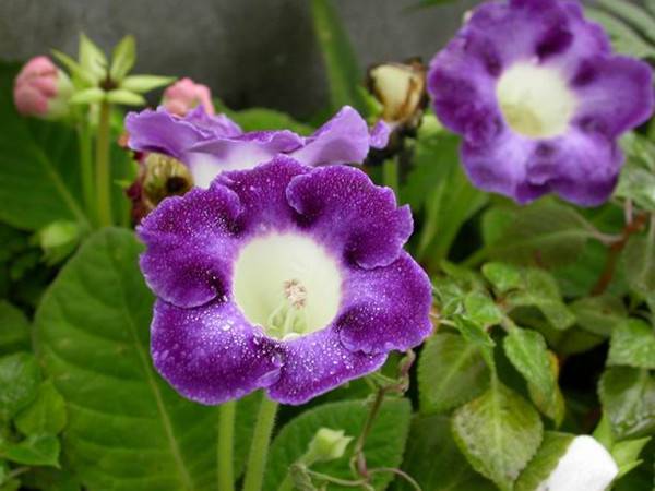 盛开着的紫色大岩桐(图4)