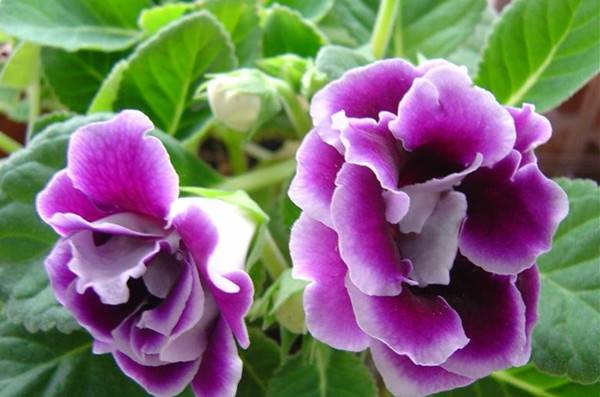 盛开着的紫色大岩桐(图5)