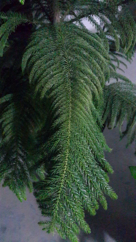 “杉杉”来迟——南洋杉盆景 - 功圣花卉