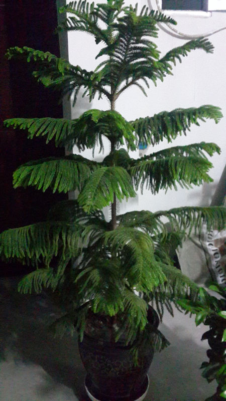 “杉杉”来迟——南洋杉盆景(图2)