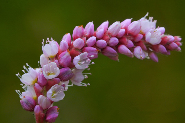 蓼蓼者莪——红蓼(图2)