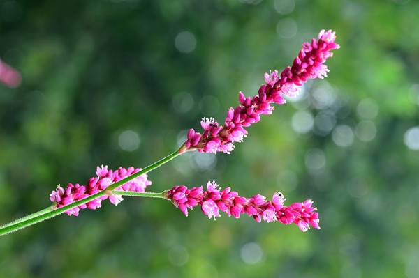 蓼蓼者莪——红蓼(图3)