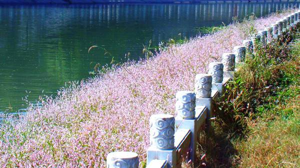 蓼蓼者莪——红蓼(图4)