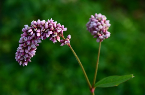 蓼蓼者莪——红蓼(图5)