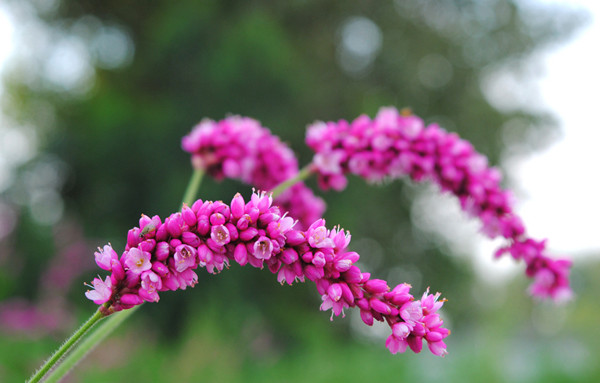 蓼蓼者莪——红蓼(图6)