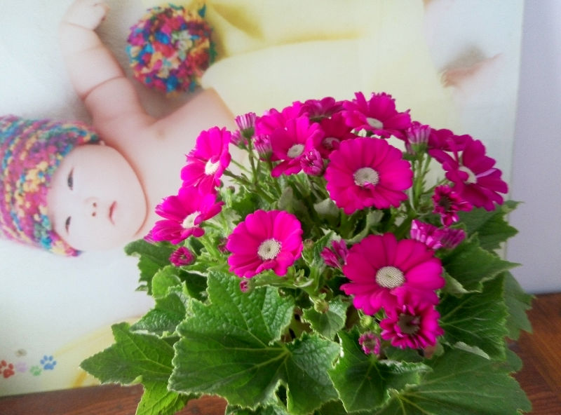 加纳利群岛上的美景——爪叶菊 - 功圣花卉