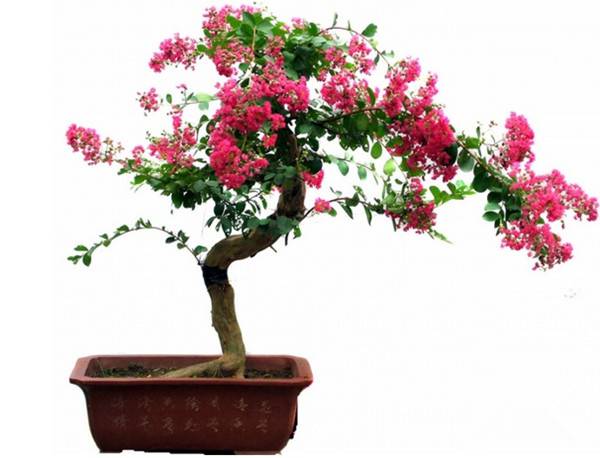 不是一番寒彻骨，哪有紫薇花重开——紫薇盆景 - 功圣花卉