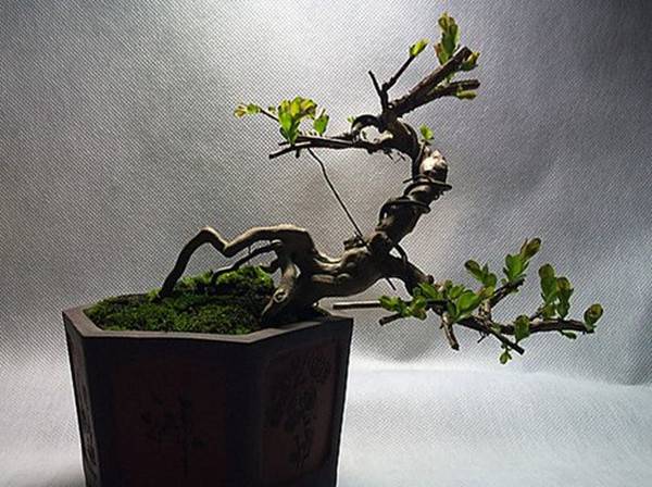 不是一番寒彻骨，哪有紫薇花重开——紫薇盆景(图2)