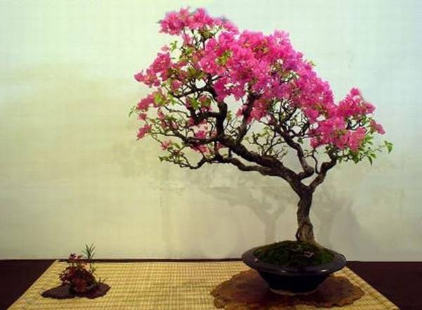 不是一番寒彻骨，哪有紫薇花重开——紫薇盆景(图3)