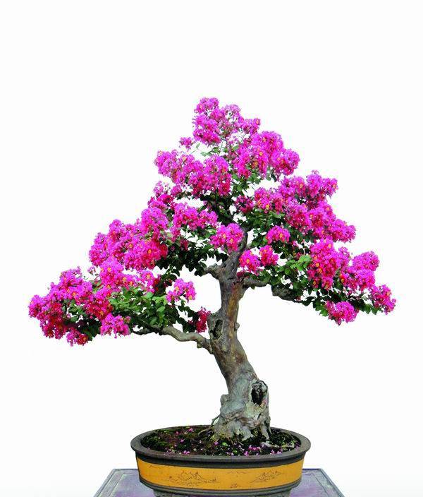 不是一番寒彻骨，哪有紫薇花重开——紫薇盆景(图5)