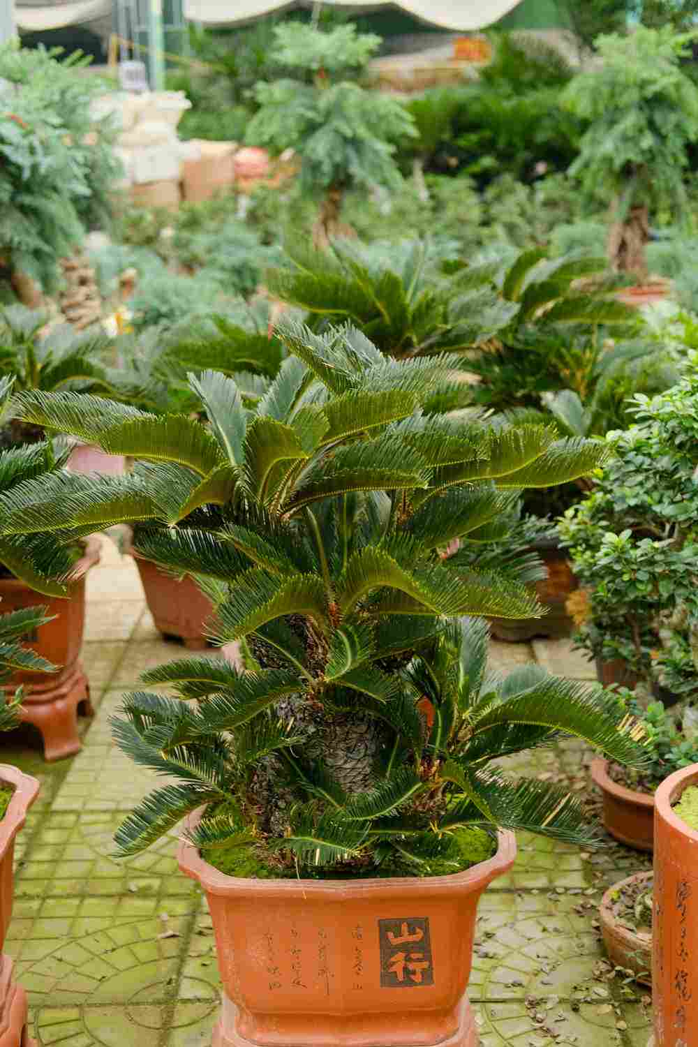 苏铁球的美丽身影(图2)