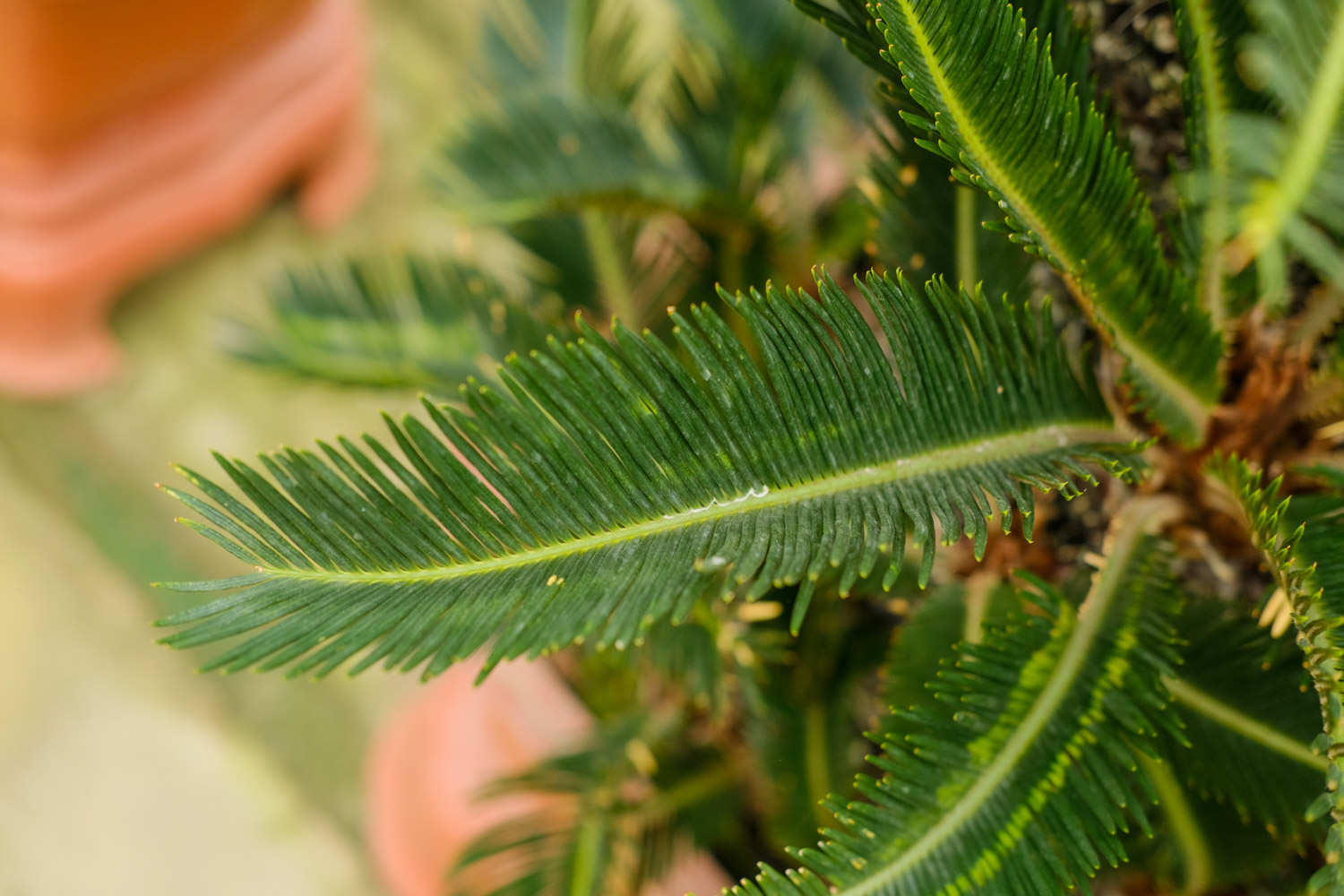 苏铁球的美丽身影(图4)