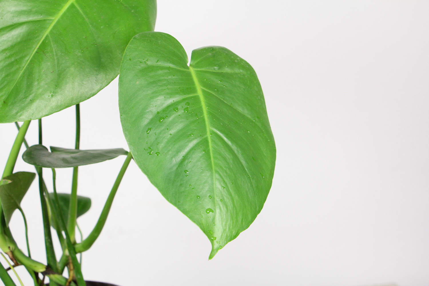 龟背竹的美丽世界(图2)