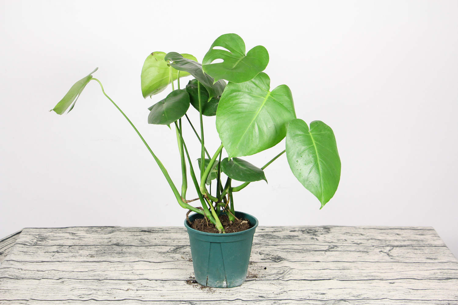 龟背竹的美丽世界(图3)