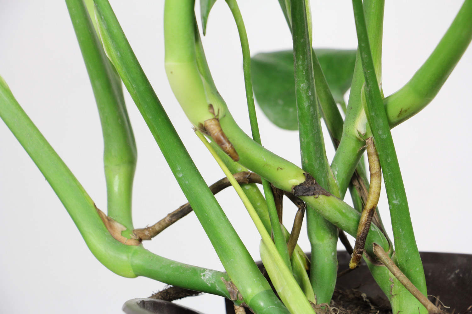 龟背竹的美丽世界(图5)