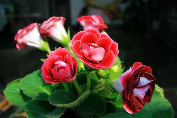 热烈的红色大岩桐 - 功圣花卉