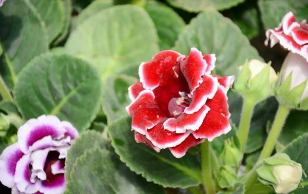 热烈的红色大岩桐(图2)