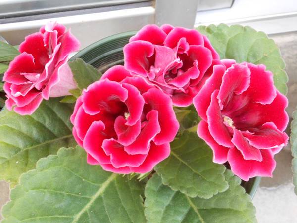 热烈的红色大岩桐(图3)