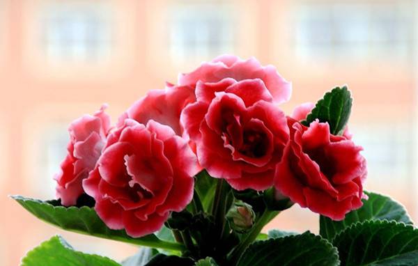 热烈的红色大岩桐(图5)